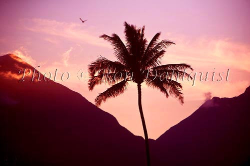 Palm silhouetted at sunset against the West Maui Mountains, Hawaii - Hawaiipictures.com