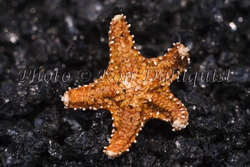 Starfish on lava, Kalapana, Big Island Hawaii - Hawaiipictures.com