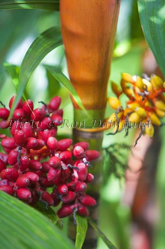 Manilla Palm seeds, Maui, Hawaii - Hawaiipictures.com