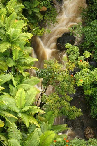 Rainforest, Hamakua Coast, Big Island of Hawaii Picture - Hawaiipictures.com