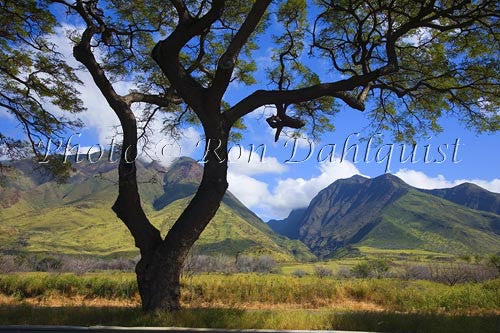 West Maui Mountains and Monkey Pod tree near Olowalu, Maui - Hawaiipictures.com