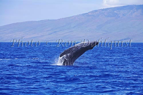 Humpback Whale breaching, Maui, Hawaii - Hawaiipictures.com Humpback Whale breaching, Maui, Hawaii - Hawaiipictures.com