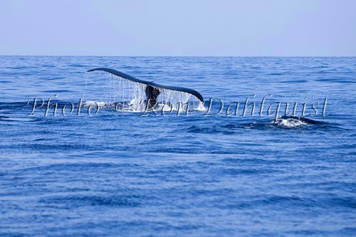 Tail of a Humpback Whale - Hawaiipictures.com