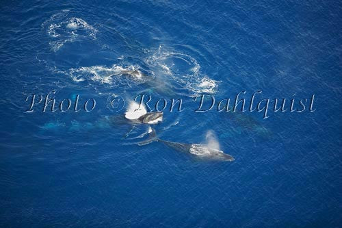 Aerial of Humpback Whales, Maui, Hawaii Photo - Hawaiipictures.com