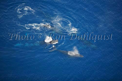 Aerial of Humpback Whales, Maui, Hawaii Photo - Hawaiipictures.com Aerial of Humpback Whales, Maui, Hawaii Photo - Hawaiipictures.com