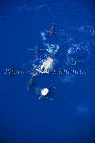 Aerial of Humpback Whales, Maui, Hawaii Picture Photo - Hawaiipictures.com