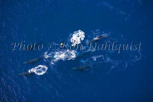 Aerial of Humpback Whales, Maui, Hawaii - Hawaiipictures.com Aerial of Humpback Whales, Maui, Hawaii - Hawaiipictures.com