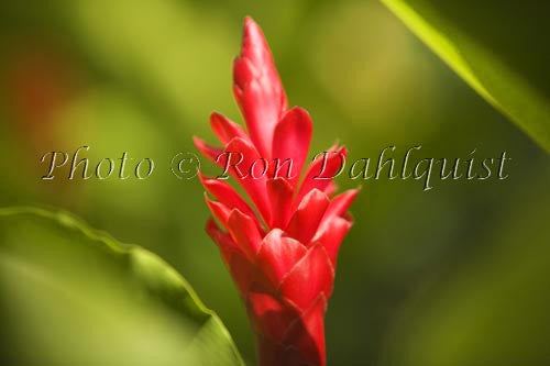 Red Ginger, Maui, Hawaii Photo - Hawaiipictures.com