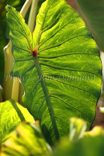 Taro leaves, Maui, Hawaii Picture - Hawaiipictures.com