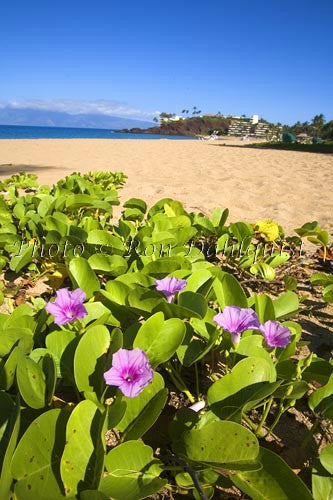 Kaanapali Beach and Black Rock, Maui, Hawaii Picture - Hawaiipictures.com