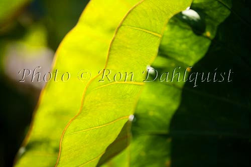 Close-up of Taro leaves, Maui, Hawaii - Hawaiipictures.com