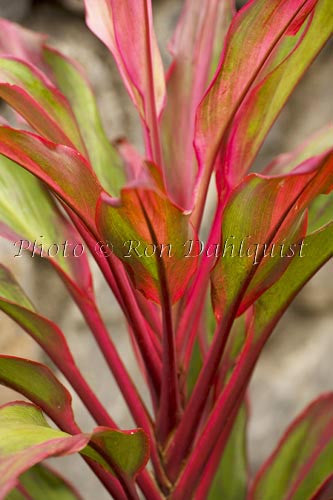 Variegated Ti leaves, Maui, Hawaii Stock Photo - Hawaiipictures.com