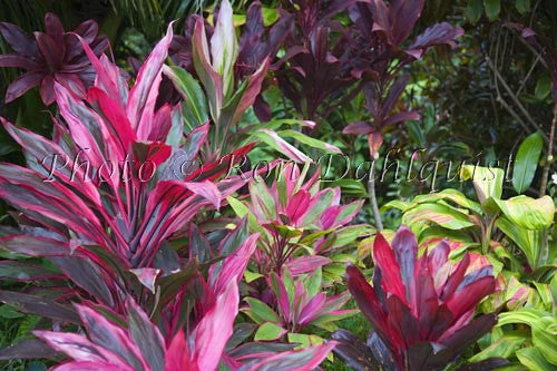 Variegated Ti leaves, Hana, Maui, Hawaii - Hawaiipictures.com