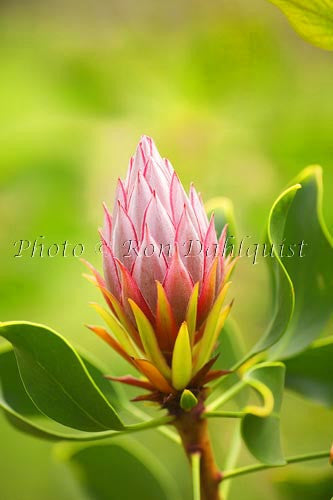 King Protea, Upcountry Maui Picture - Hawaiipictures.com