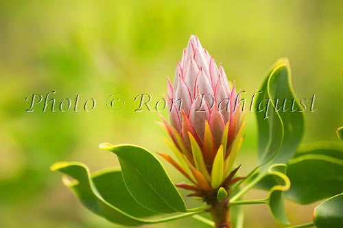 King Protea, Upcountry Maui Photo - Hawaiipictures.com