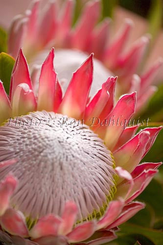 King Protea, Upcountry Maui Picture Photo - Hawaiipictures.com