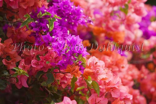 Colorful Bouganvillea, Maui, Hawaii - Hawaiipictures.com