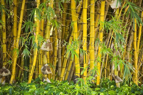 Bamboo, Maui, Hawaii - Hawaiipictures.com