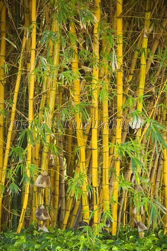 Stand of Bamboo, Maui, Hawaii - Hawaiipictures.com