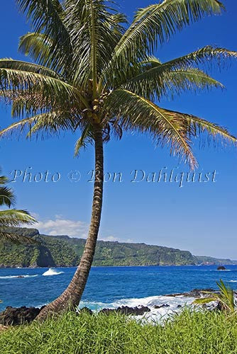 Palm tree, Keanae, north coast of Maui, Hawaii - Hawaiipictures.com