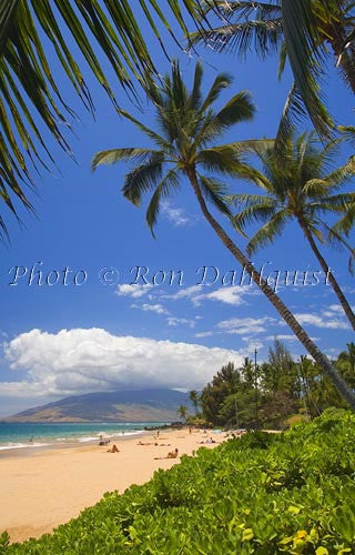 Palm tree and Kamaole Beach, Maui, Hawaii - Hawaiipictures.com