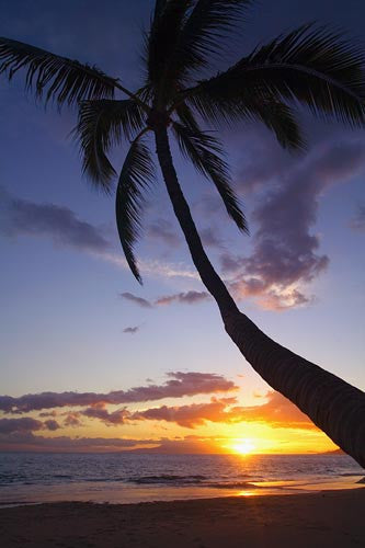 Palm tree at sunset, Kamaole Beach One, Kihei, Maui, Hawaii - Hawaiipictures.com Palm tree at sunset, Kamaole Beach One, Kihei, Maui, Hawaii - Hawaiipictures.com