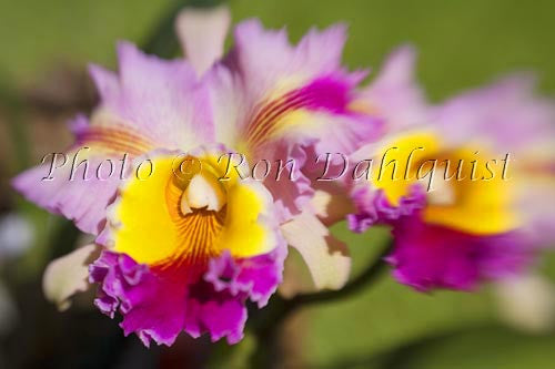 Cattleya orchid, Maui, Hawaii - Hawaiipictures.com