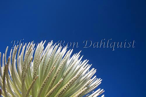 Silversword plant on Haleakala, Maui, Hawaii Photo - Hawaiipictures.com