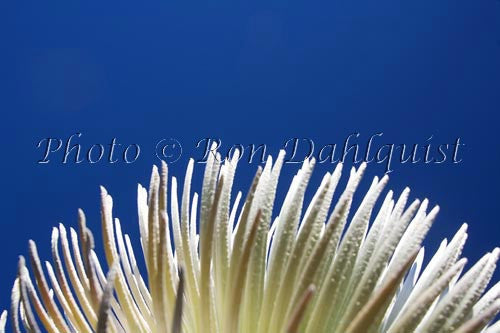 Silversword plant on Haleakala, Maui, Hawaii Picture Photo - Hawaiipictures.com