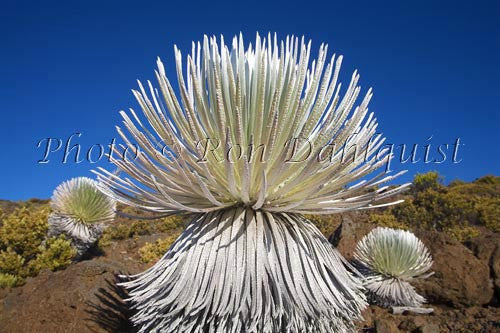 Silversword plant on Haleakala, Maui, Hawaii - Hawaiipictures.com