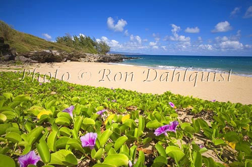 Beach Morning Glorys on Fleming Beach, Kapalua, Maui, Hawaii - Hawaiipictures.com