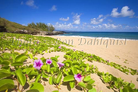 Beach Morning Glorys on Fleming Beach, Kapalua, Maui, Hawaii Picture - Hawaiipictures.com