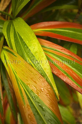 Variegated Ti leaves, Maui, Hawaii Picture Photo Stock Photo - Hawaiipictures.com