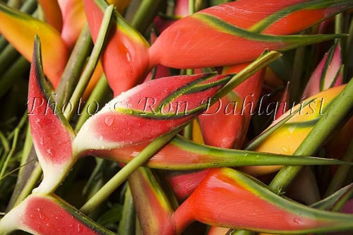 Tropical heliconia flowers, Hana, Maui, Hawaii - Hawaiipictures.com