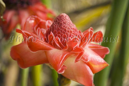 Torch ginger, Hana, Maui, Hawaii - Hawaiipictures.com