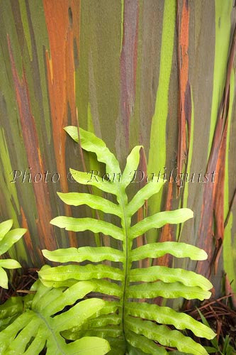 Rainbow Eucalyptus tree on the road to Hana, Maui, Hawaii Photo - Hawaiipictures.com