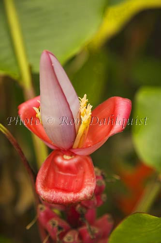 Banana Flower, Maui, Hawaii - Hawaiipictures.com