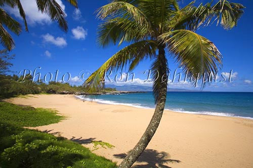 Palm tree on Fleming Beach, Kapalua, Maui, Hawaii Photo - Hawaiipictures.com