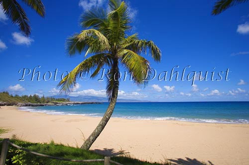 Palm tree on Fleming Beach, Kapalua, Maui, Hawaii Picture Photo - Hawaiipictures.com