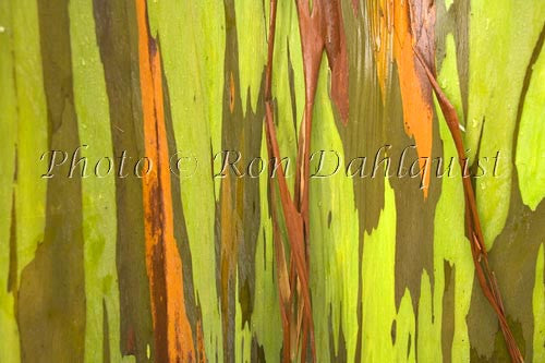 Rainbow Eucalyptus tree on the road to Hana, Maui, Hawaii Picture - Hawaiipictures.com