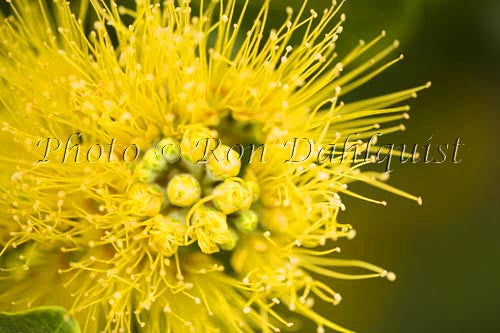 Ohia, Ohia leHula, Metrosideros polymorpha, Maui, Hawaii Stock Photo - Hawaiipictures.com