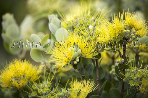 Ohia lehua, Metrosideros polymorpha, Maui, Hawaii Photo Stock Photo - Hawaiipictures.com