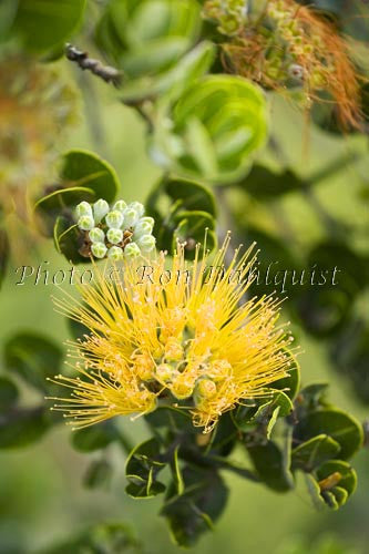 Ohia, Ohia leHula, Metrosideros polymorpha, Maui, Hawaii Picture - Hawaiipictures.com