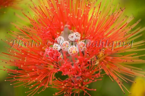 Ohia, Ohia leHula, Metrosideros polymorpha, Maui, Hawaii - Hawaiipictures.com