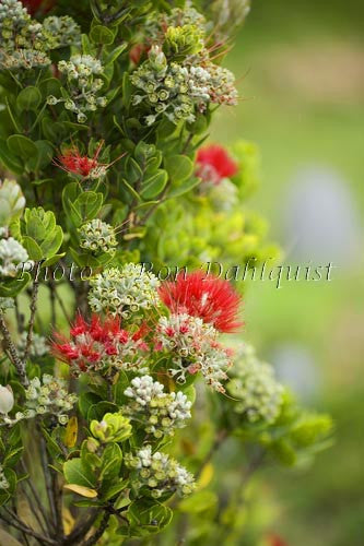 Ohia, Ohia leHula, Metrosideros polymorpha, Maui, Hawaii Picture Photo - Hawaiipictures.com