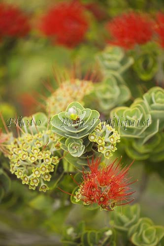 Ohia, Ohia leHula, Metrosideros polymorpha, Maui, Hawaii Photo - Hawaiipictures.com