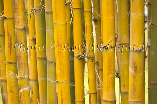 Bamboo, Hana, Maui, Hawaii - Hawaiipictures.com