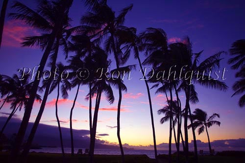 Sunset with palm trees on Maui, Hawaii - Hawaiipictures.com Sunset with palm trees on Maui, Hawaii - Hawaiipictures.com