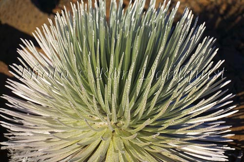 Close-up of Silversword, Haleakala, Maui, Hawaii Photo - Hawaiipictures.com