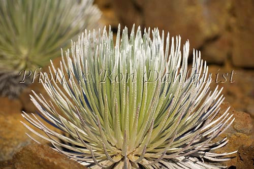 Silversword plants, Haleakala National Park, Maui, Hawaii - Hawaiipictures.com
